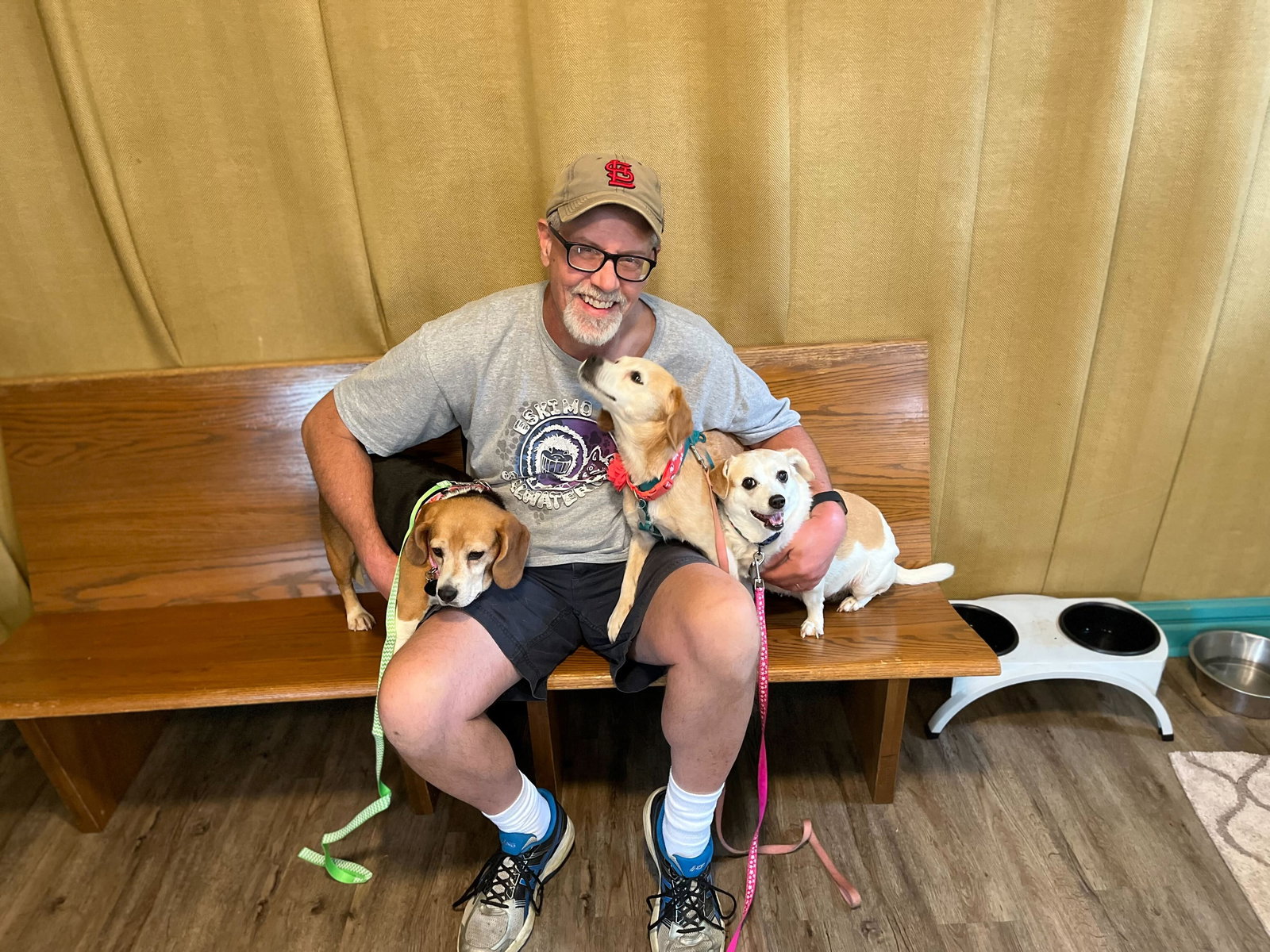 Dog for Adoption Laurel Jul 22, a Beagle in Winston Salem, NC Alpha Paw