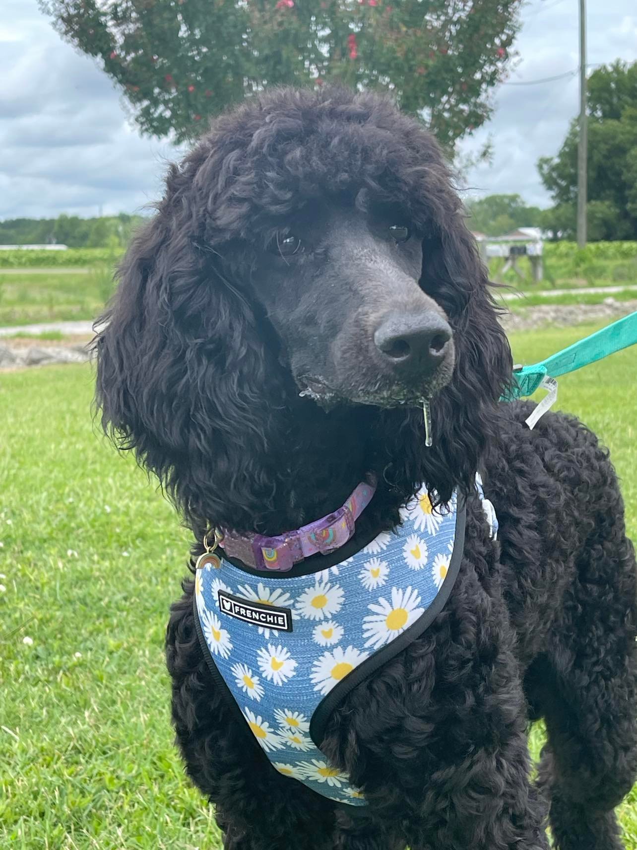 Dog for Adoption Jasmina Jul 22 In Foster in Rocky Mount, NC, a