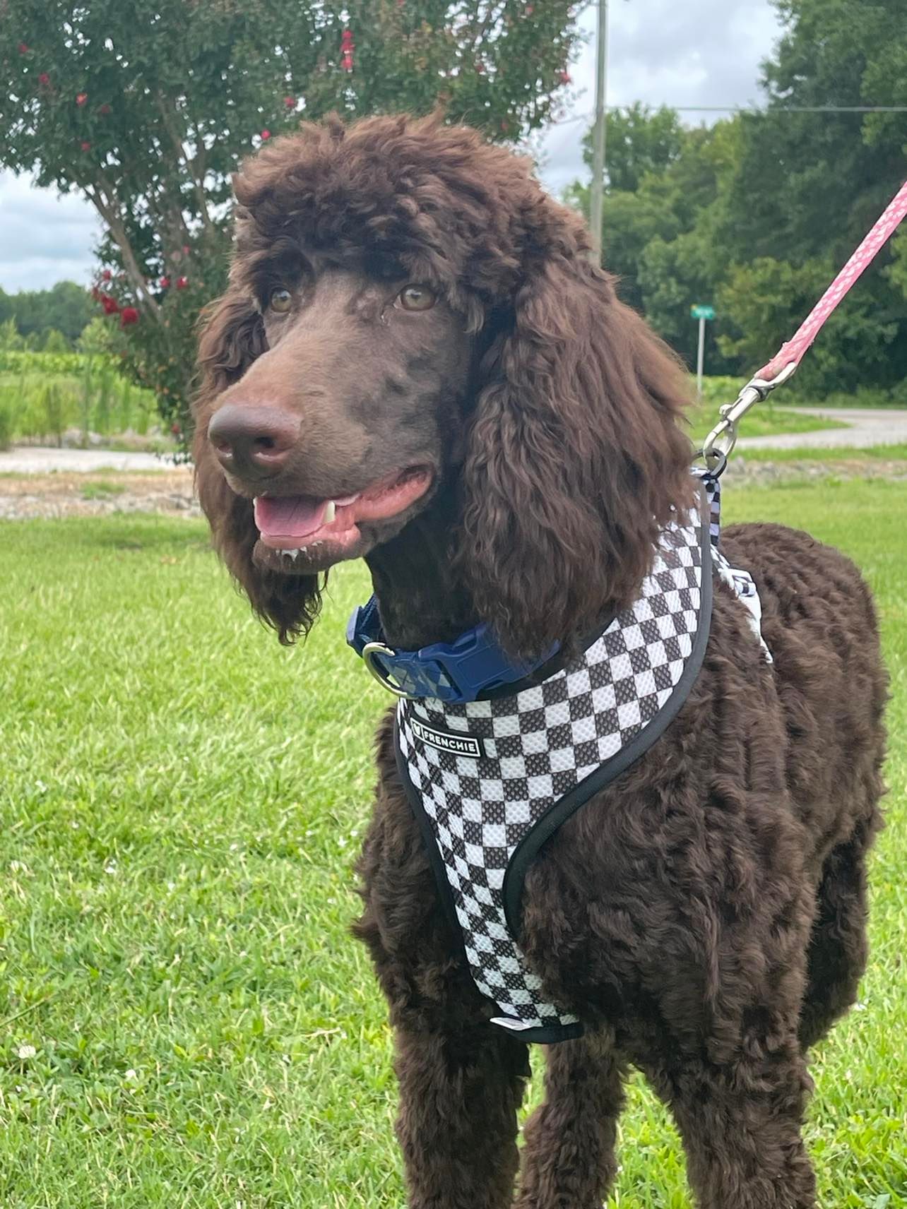 Dog for Adoption Jovan Jul 22 In Foster in Rocky Mount, NC, a