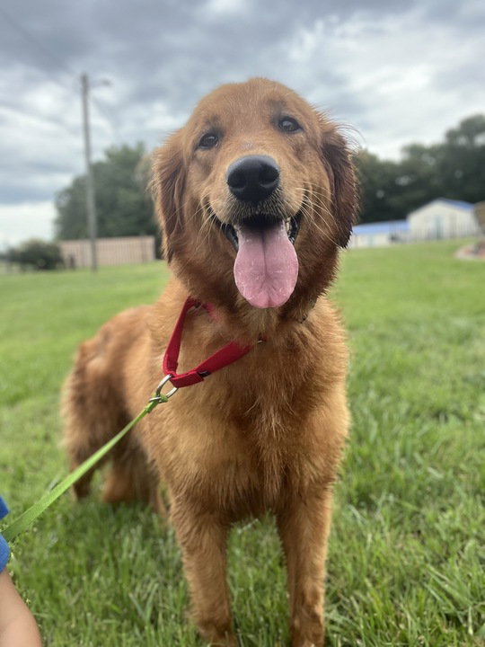 Dog for Adoption Cleo Aug 22, a Golden Retriever in Hunter, TN