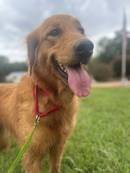 Dog for Adoption Cleo Aug 22, a Golden Retriever in Hunter, TN
