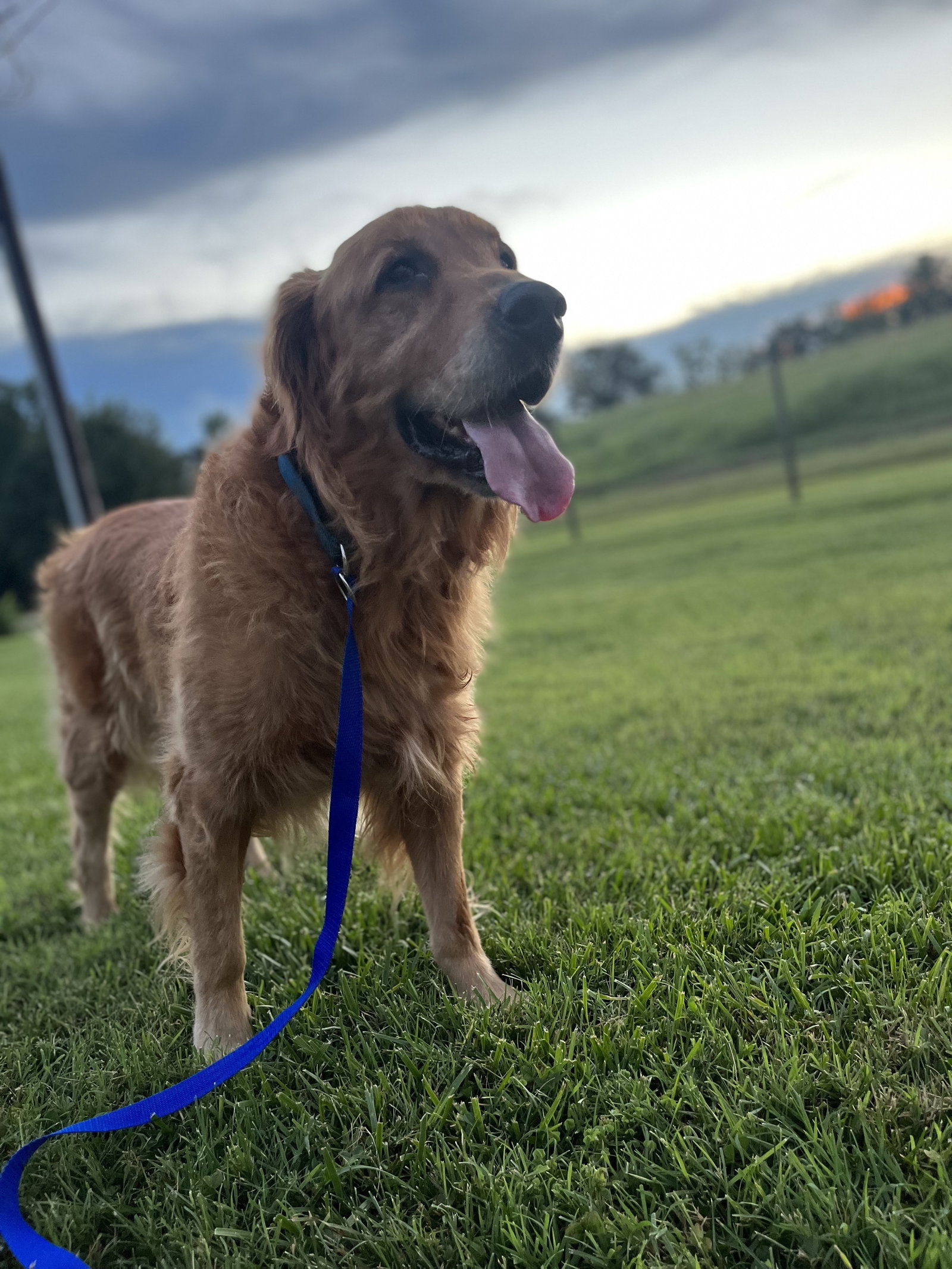 Dog for Adoption Spencer Aug 22, a Golden Retriever in Henry County