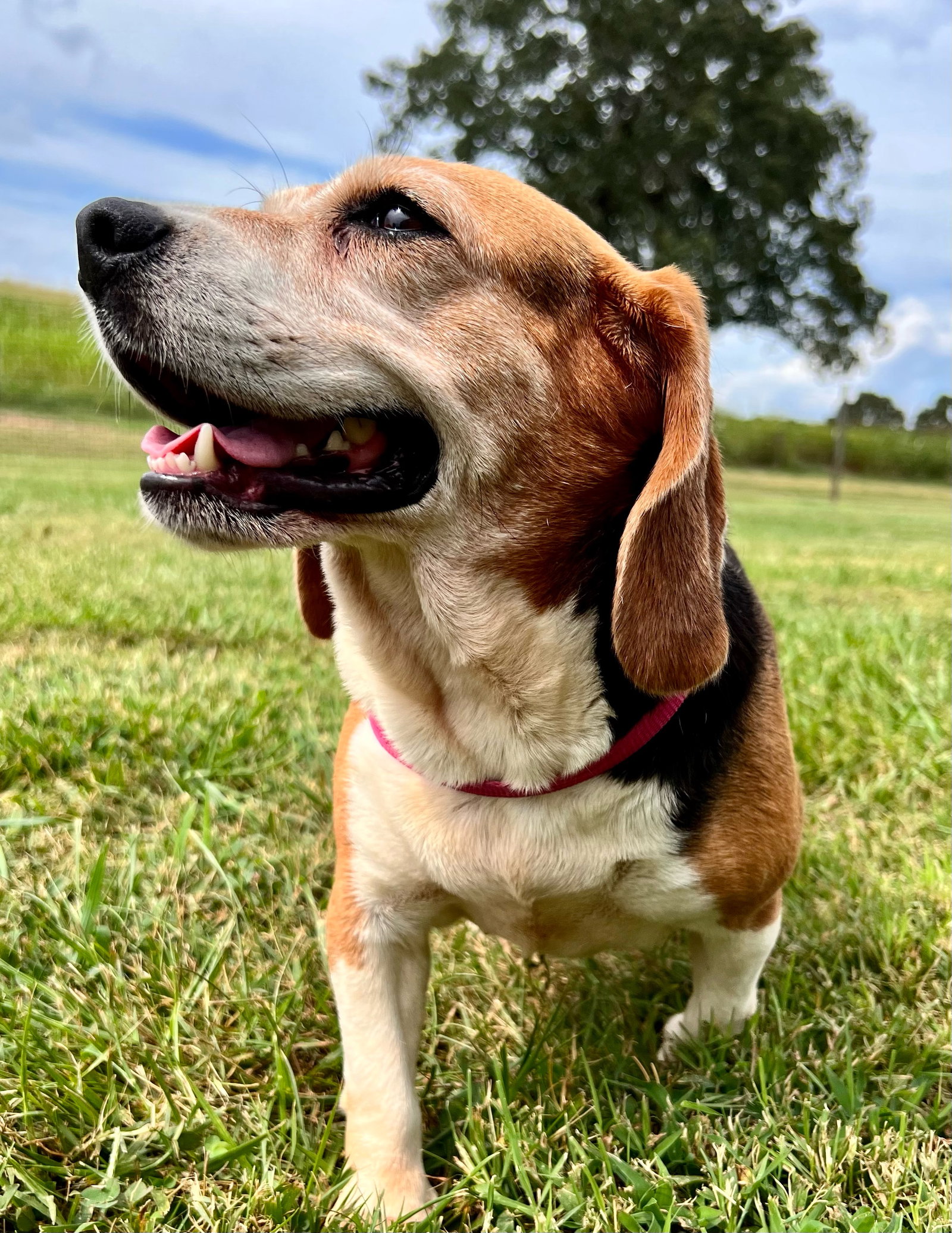 Dog for Adoption Daisy Aug 22, a Beagle in Raleigh, NC Alpha Paw