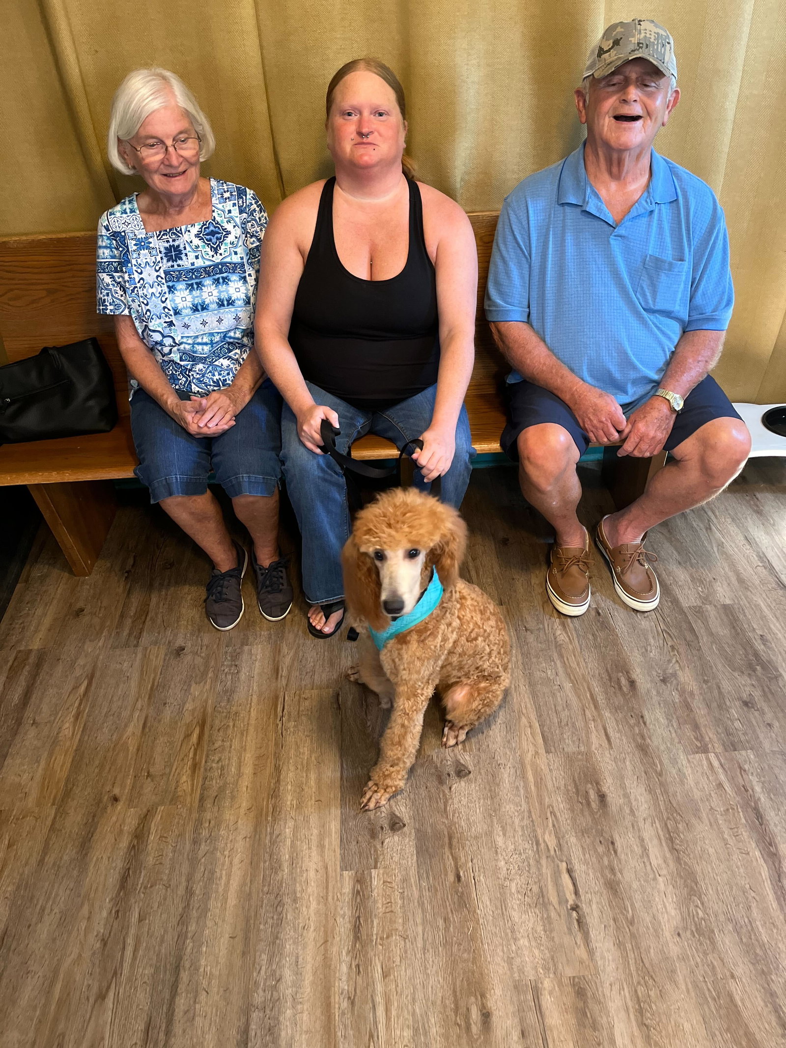 Dog for Adoption Gissel Aug 22, a Poodle (Standard) in Raleigh, NC