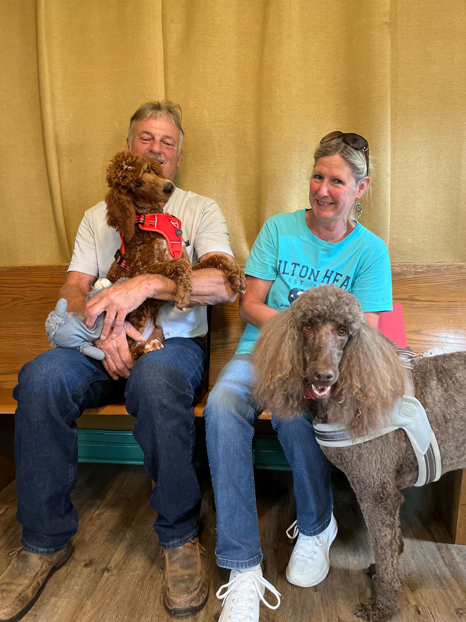 Dog for Adoption Grace Aug 22, a Poodle (Standard) in Avery County