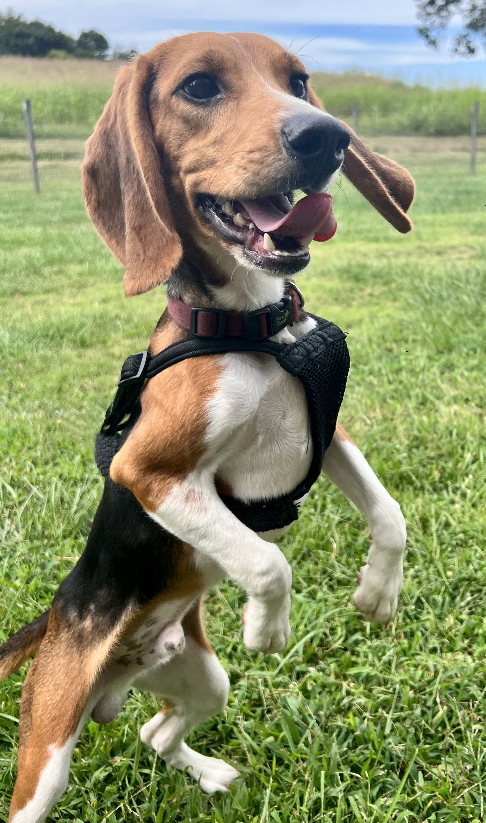 Dog for Adoption Lobo CNACGU too many aps, a Beagle in Fuquay