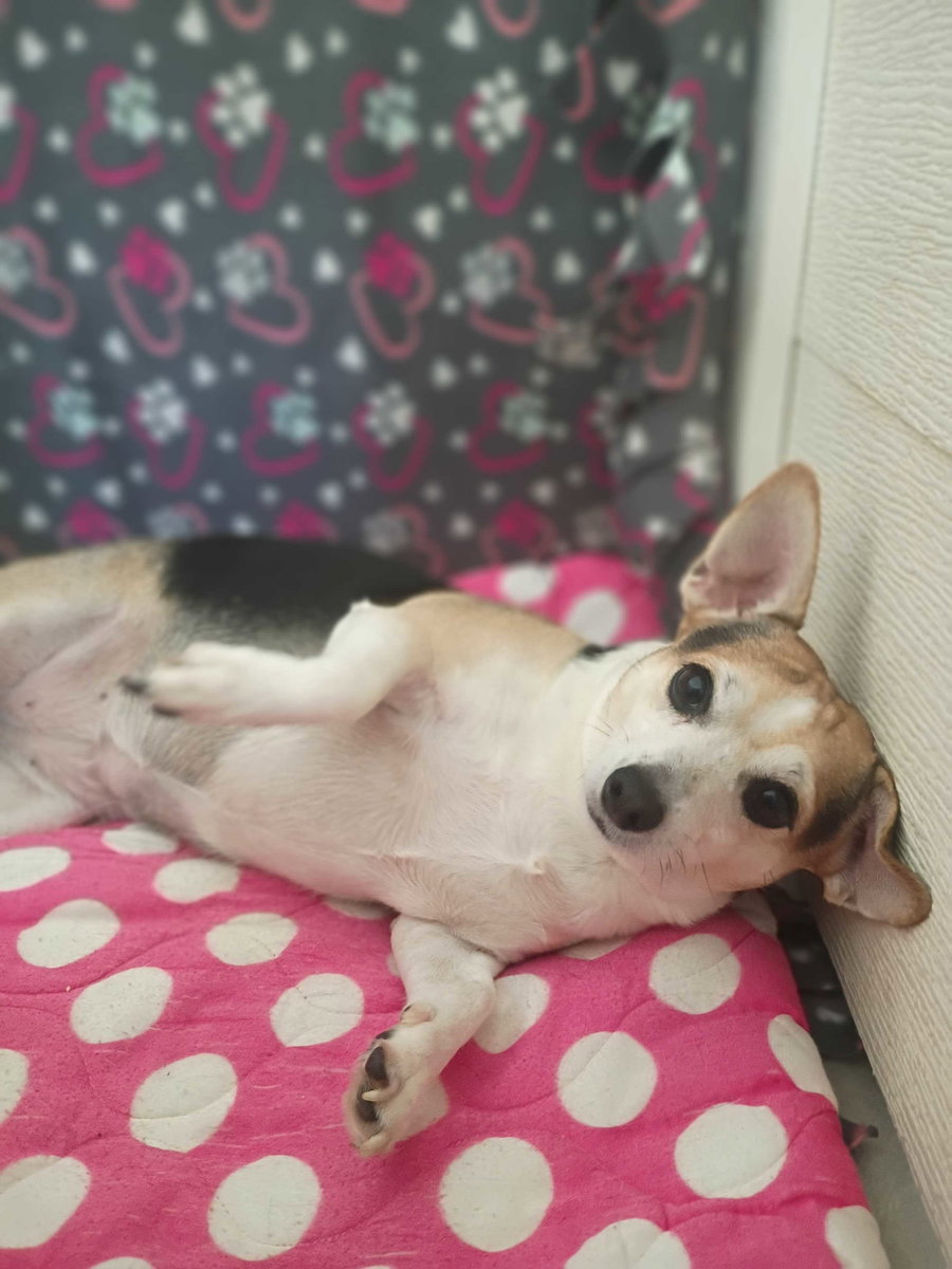 Sweet Girl Lamore Aug 22