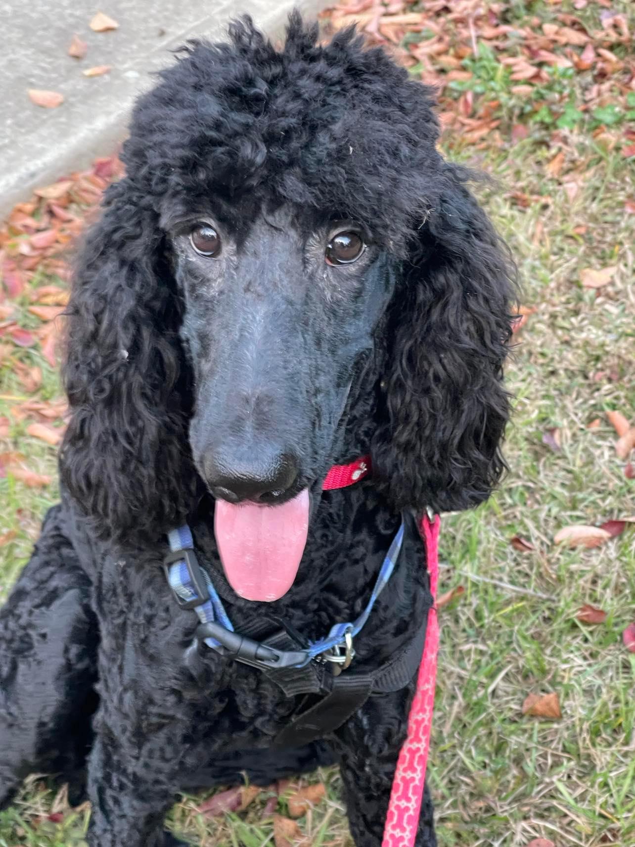 Photo 1 of 3 — Farrah Nov22 - In Foster in Raleigh NC