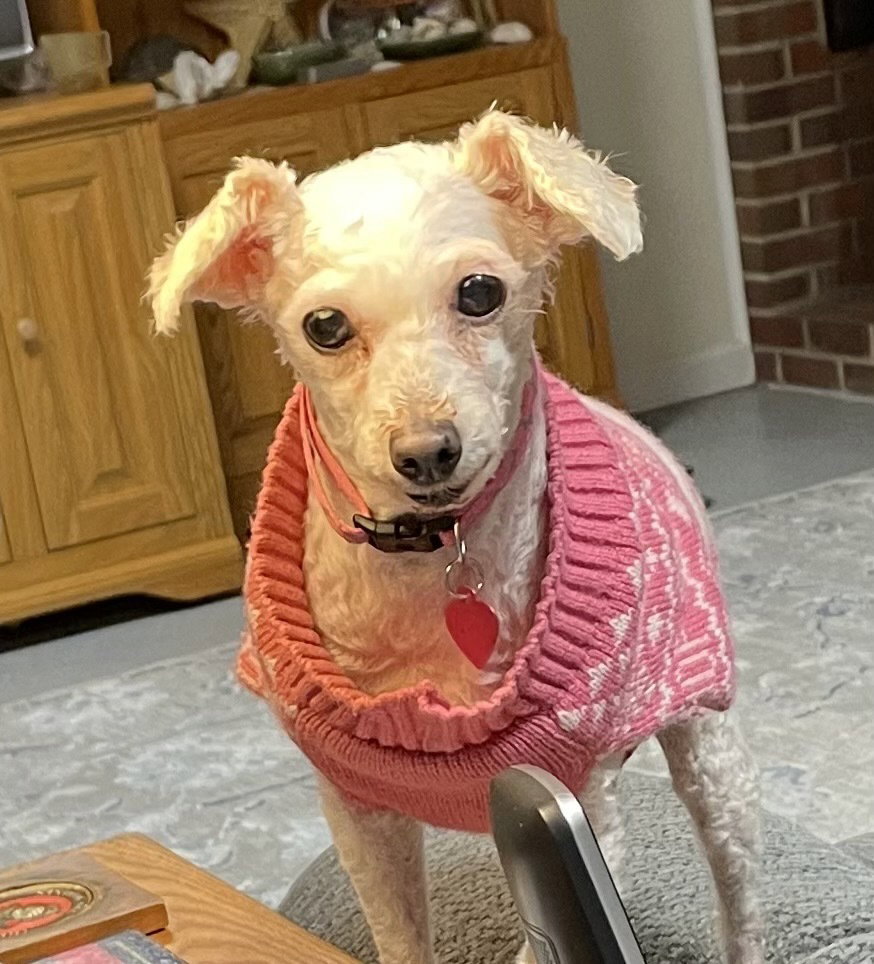 Dog for Adoption Zoey Nov22 In Foster in Colonial Beach, VA, a