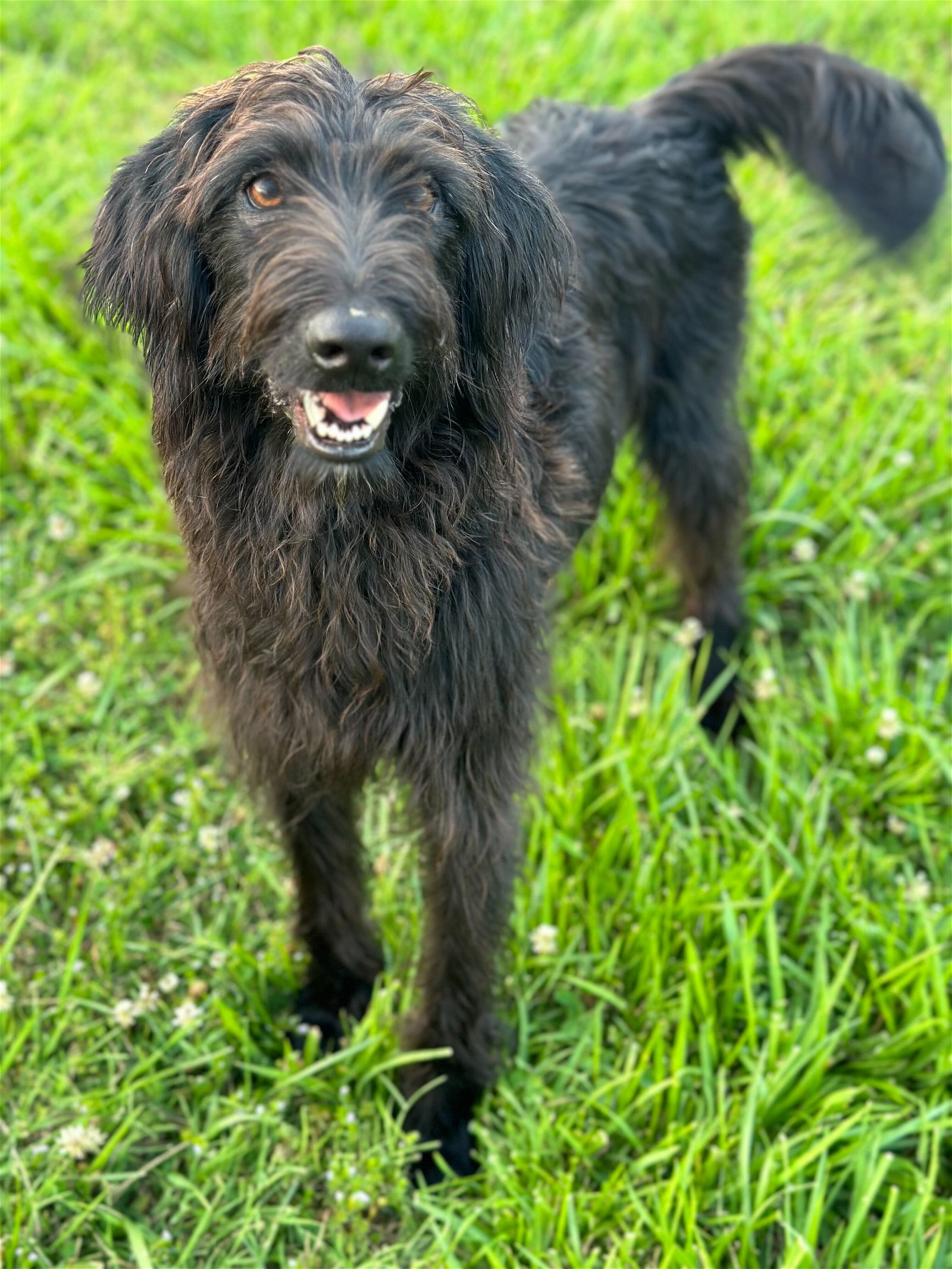 adoptable Dog in Pembroke, NC named Loo Dec 22