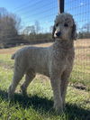 adoptable Dog in Pacolet, SC named Loki Feb 23