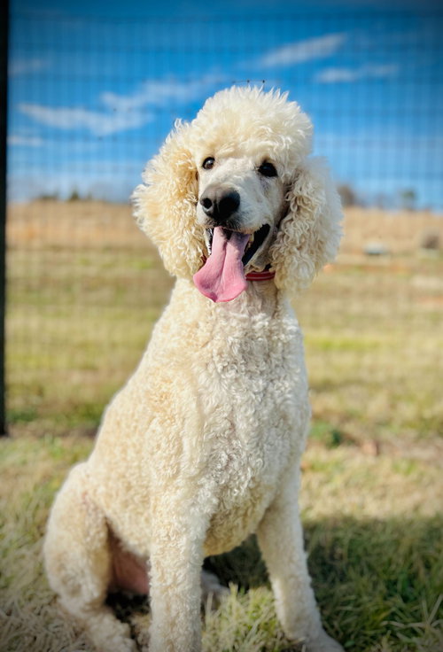picture of the dog needing adoption