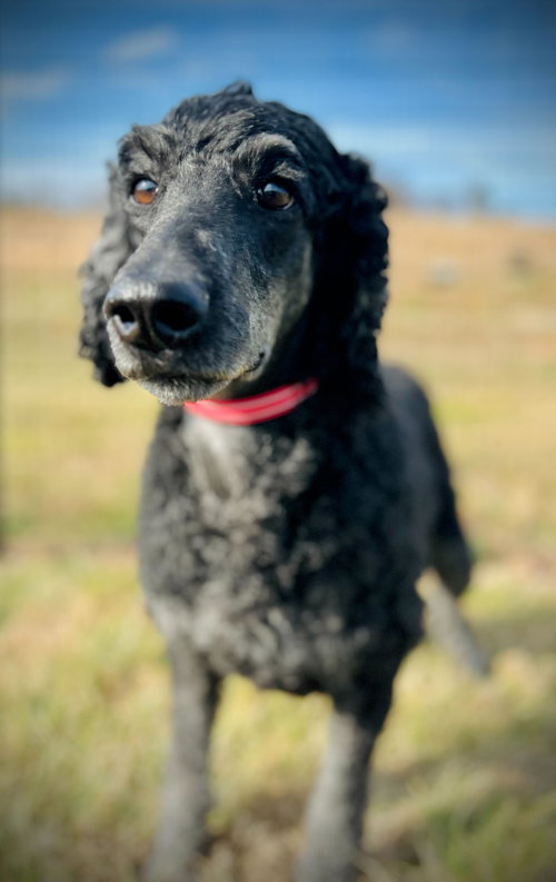 picture of the dog needing adoption