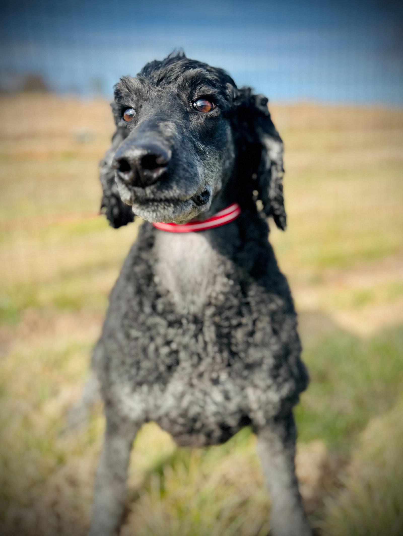 Dog Image