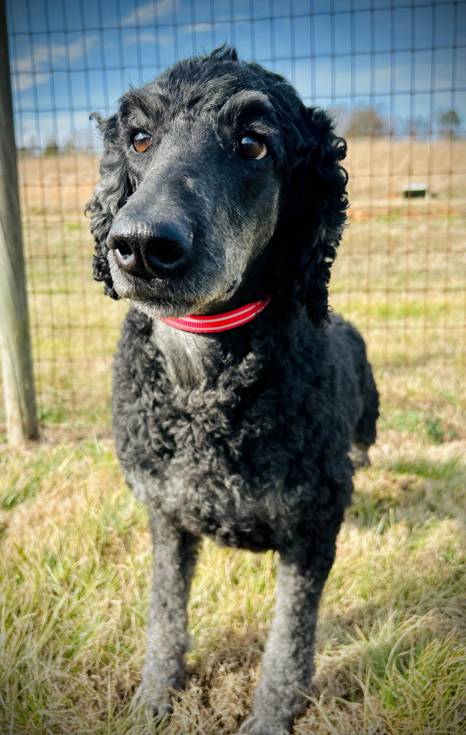 Dog Image