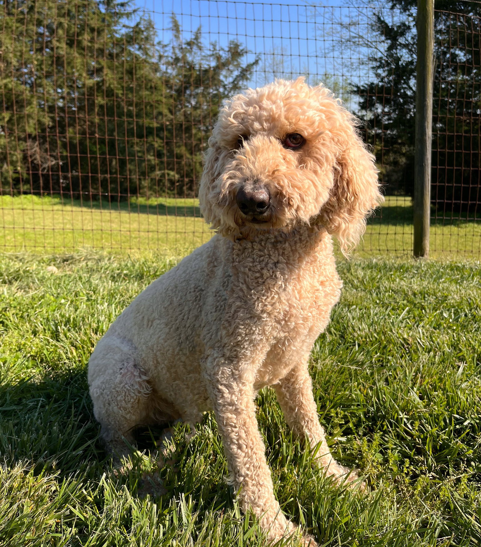 Dog for Adoption Zoe Mar 23, a Poodle (Standard) in Watts Mills, SC
