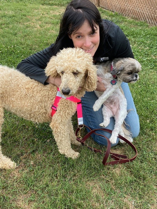 Dog for Adoption Zoe Mar 23, a Poodle (Standard) in Watts Mills, SC