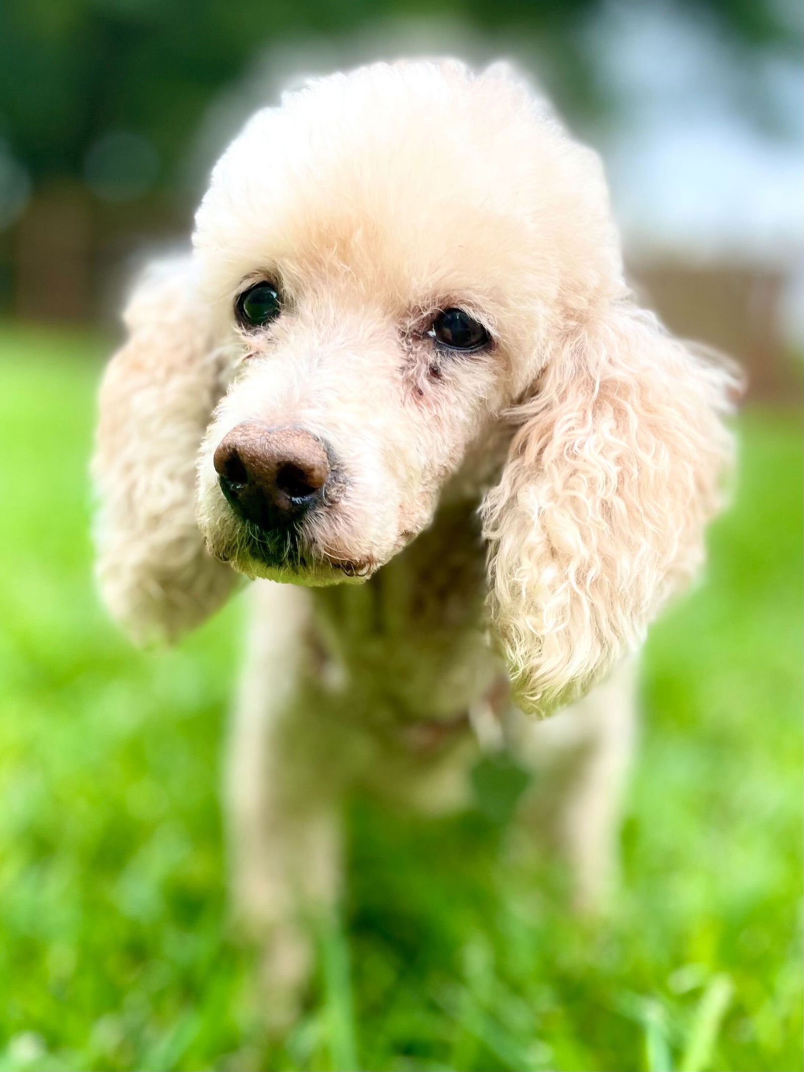 <strong> Bella Rita Mar 23</strong> <br/> <small>Poodle (Miniature) (long coat)</small>