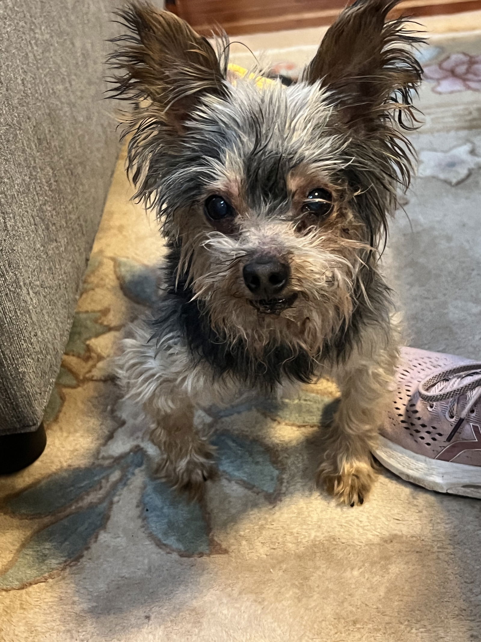 Dog for Adoption Baba Phille May 23 In Foster in Raleigh, NC, a
