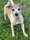 adoptable Dog in  named Trixie May 23 - In Foster in Rocky Mount, NC