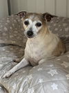 adoptable Dog in Pacolet, SC named Trixie May 23 - In Foster in Rocky Mount, NC