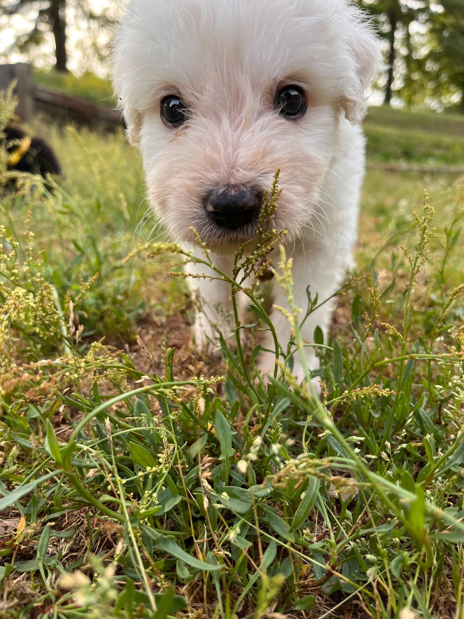 Dog for Adoption Maizy Pup 11 White Male Cream Collar, a Poodle