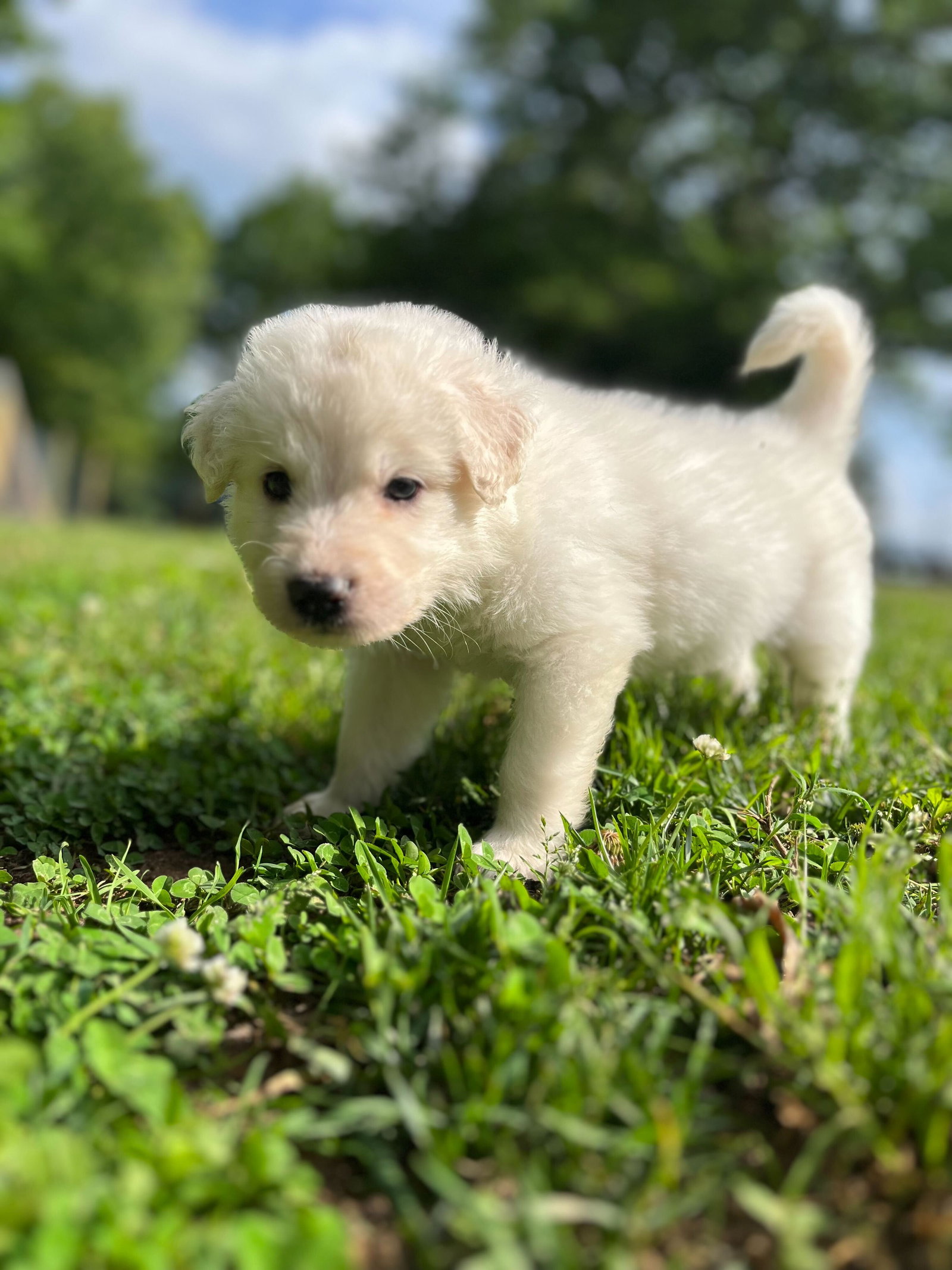 Dog for Adoption Maizy Pup 13 White Male Green Collar, a Poodle