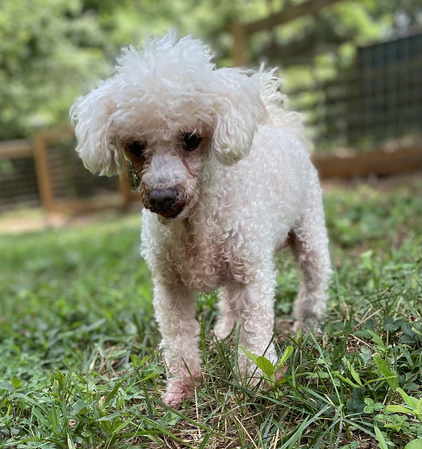 Dog Image