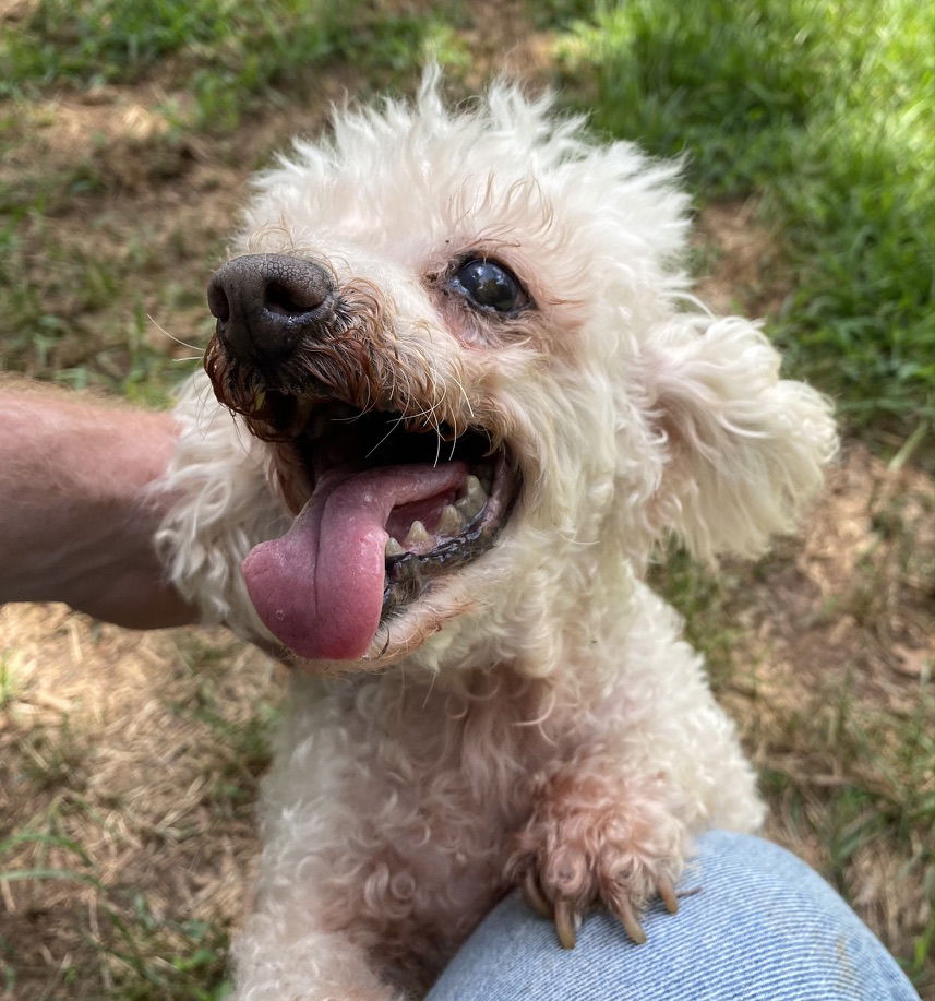 Dog Image