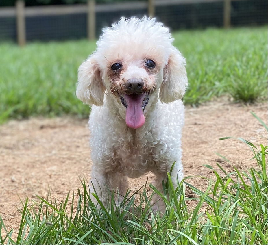 Dog Image
