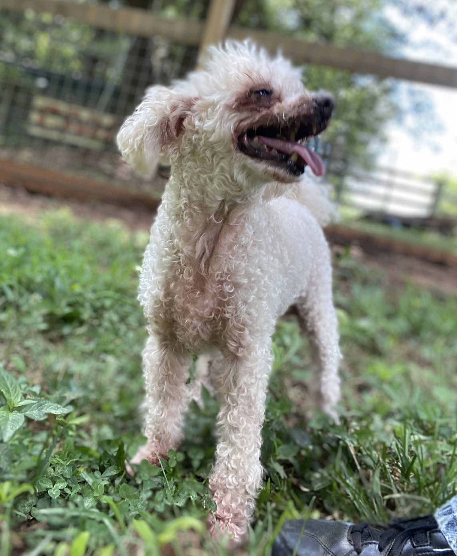 Dog Image
