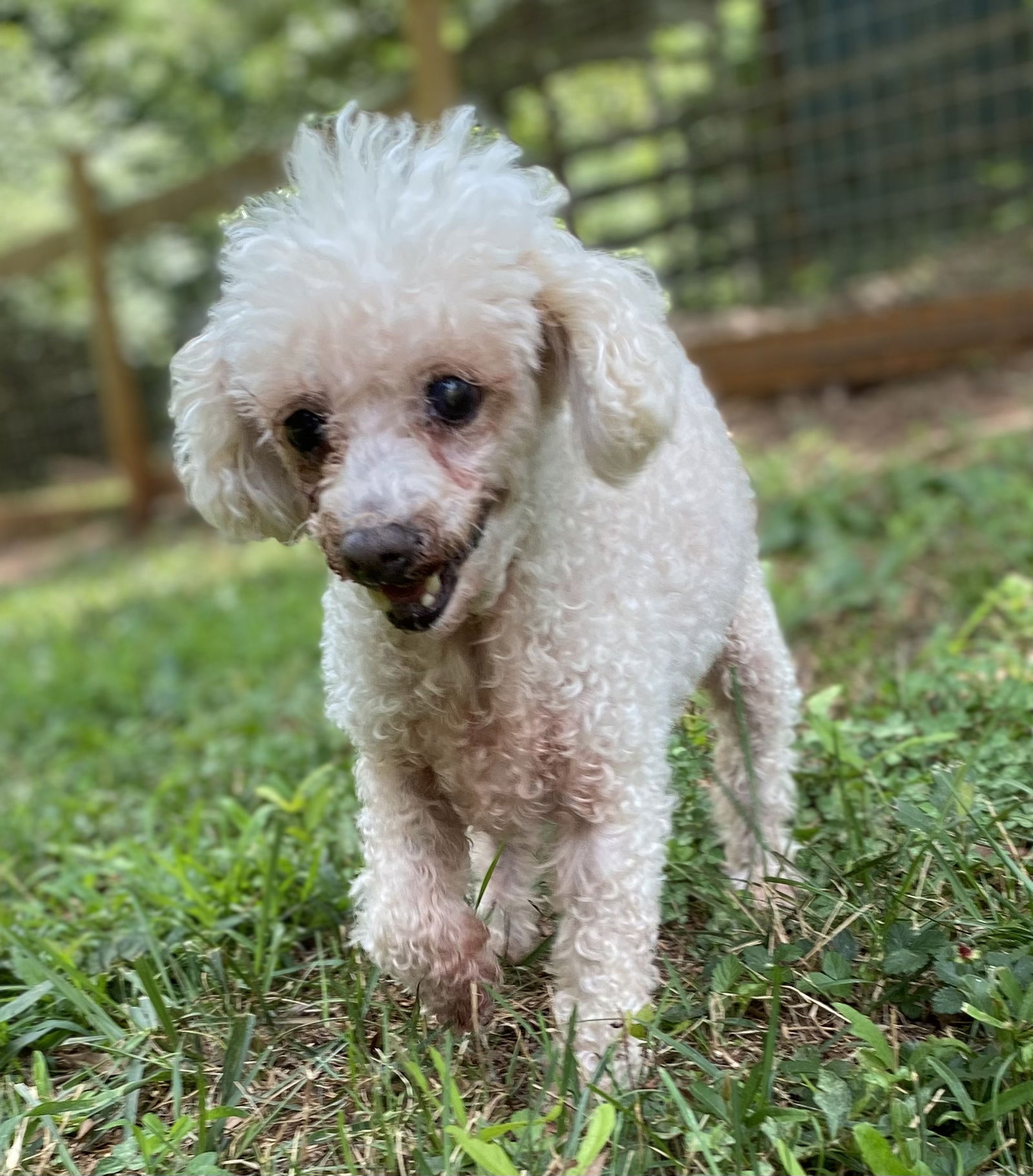 Dog Image