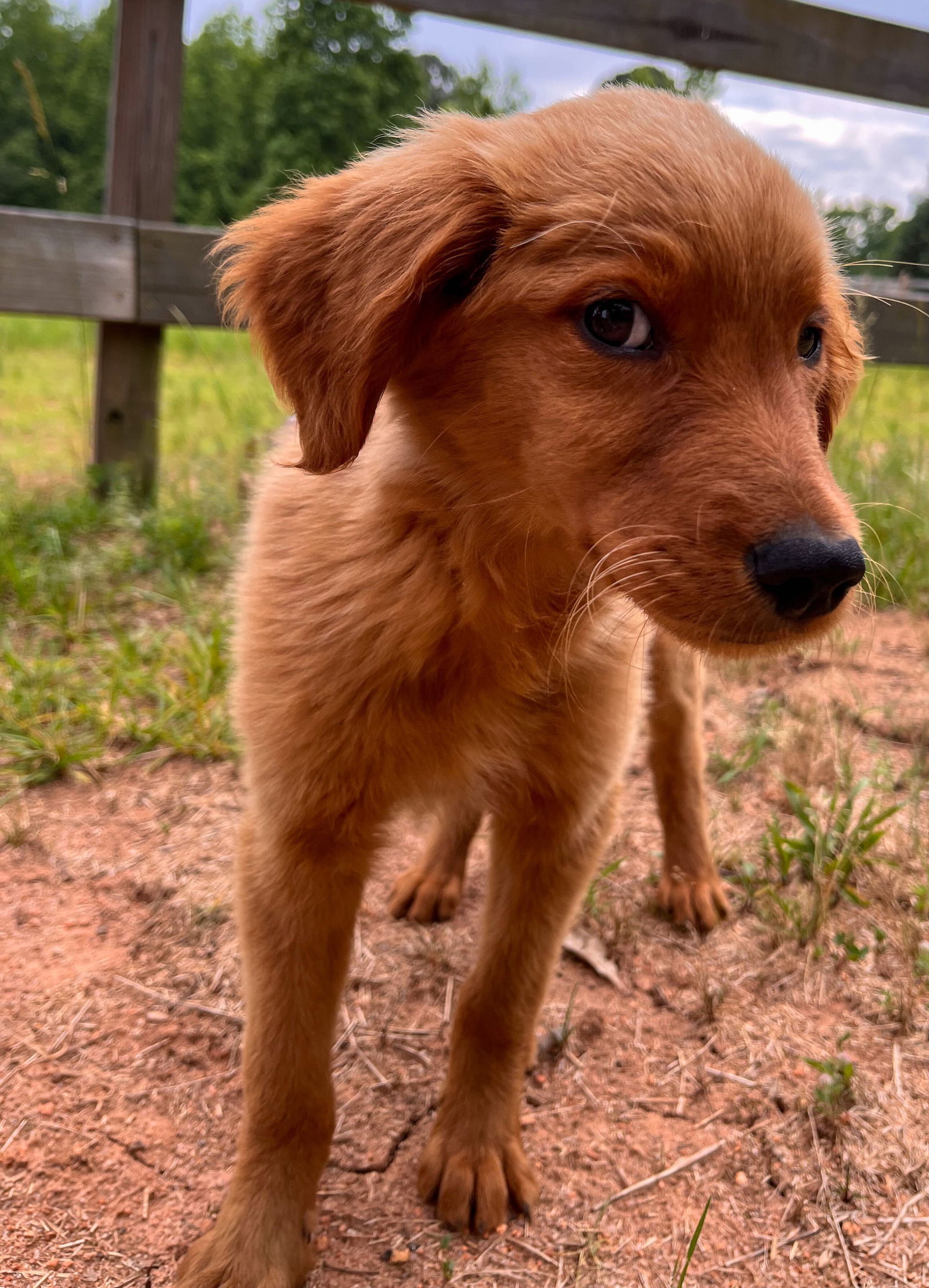 dog-for-adoption-lilac-may-23-a-golden-retriever-in-simpsonville-sc