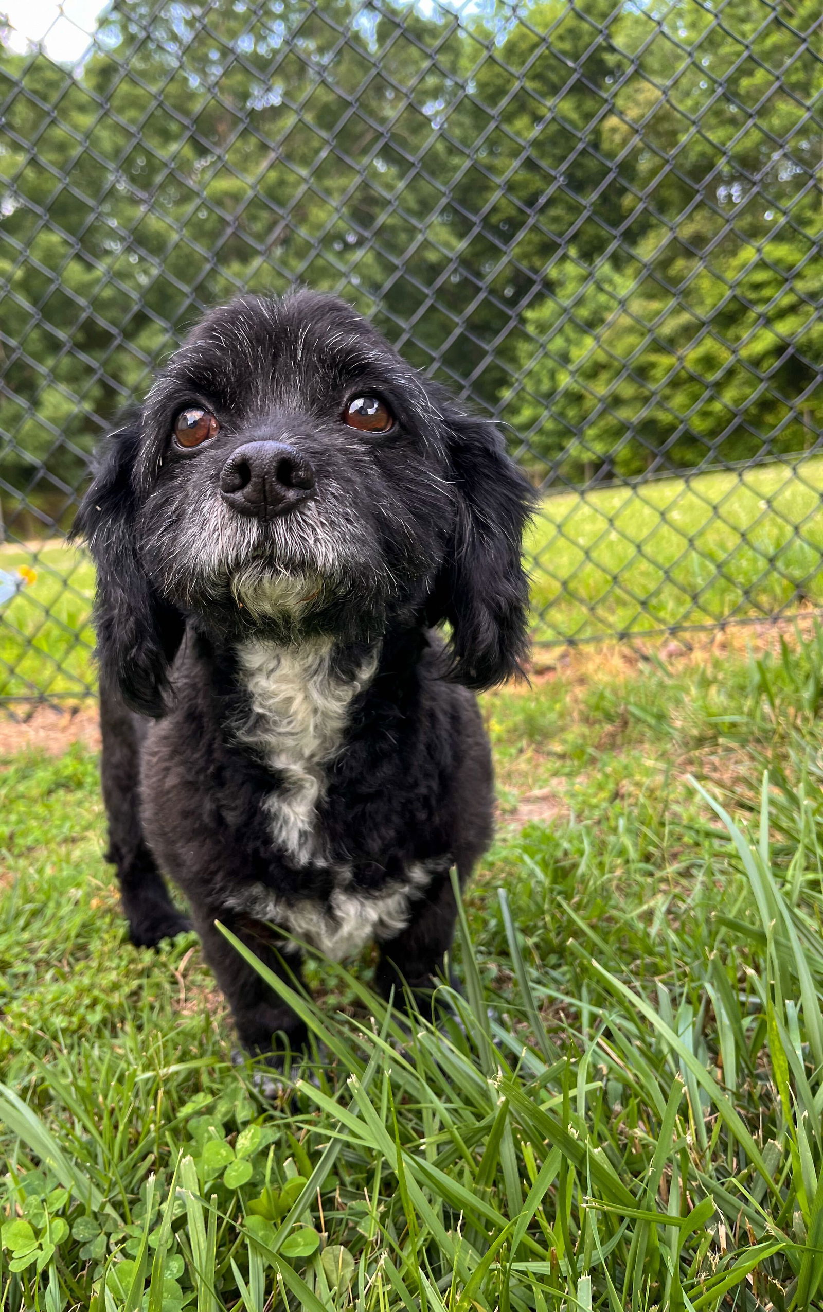 Dog for Adoption - Malcolm Jun 23, a Maltese in Judson, SC | Alpha Paw