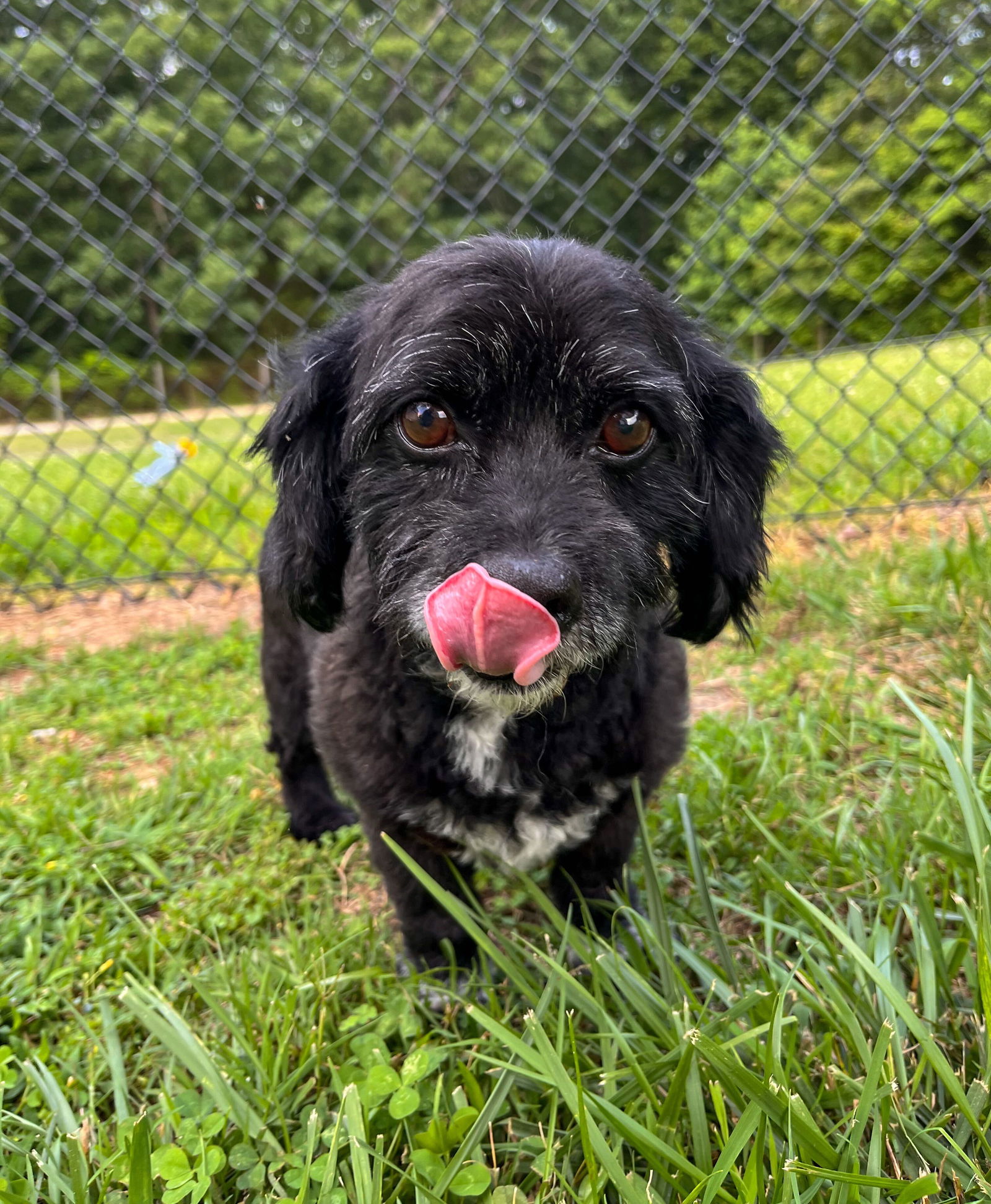 Dog for Adoption - Malcolm Jun 23, a Maltese in Judson, SC | Alpha Paw