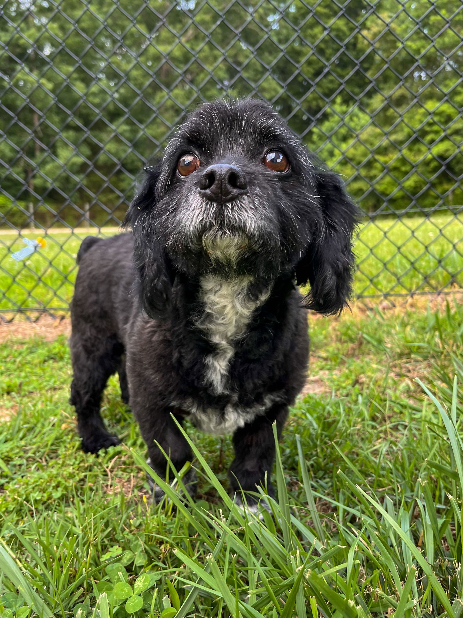 Dog for Adoption - Malcolm Jun 23, a Maltese in Judson, SC | Alpha Paw