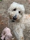adoptable Dog in pacolet, SC named Romeo Jun 23
