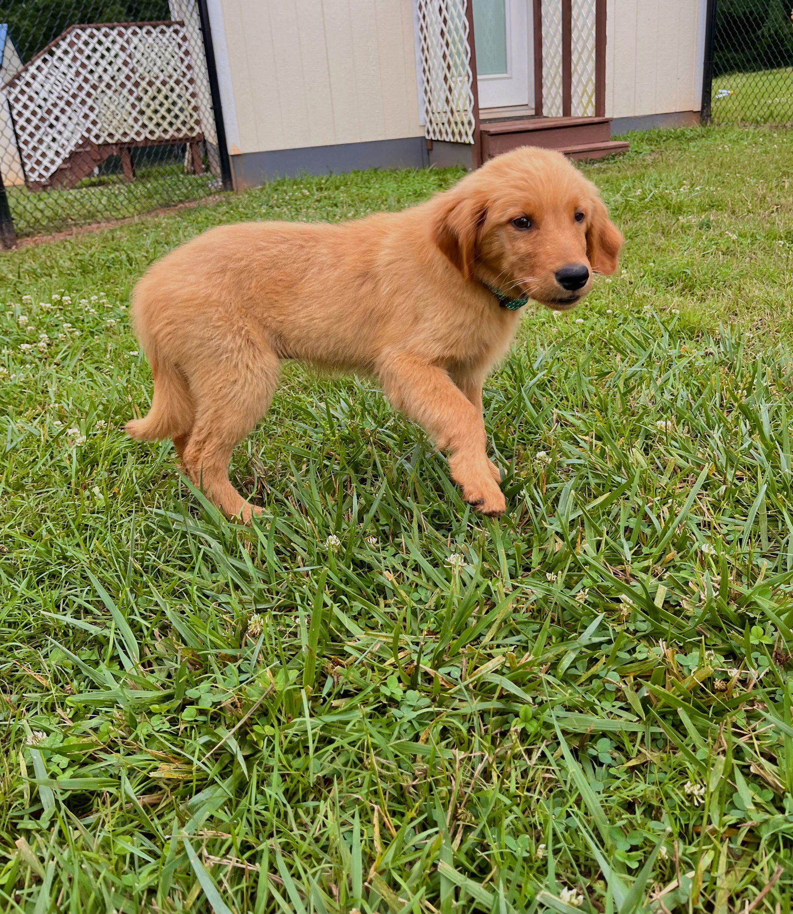 Dog for Adoption Astrid Jun 23, a Golden Retriever in Greenville, SC Alpha Paw