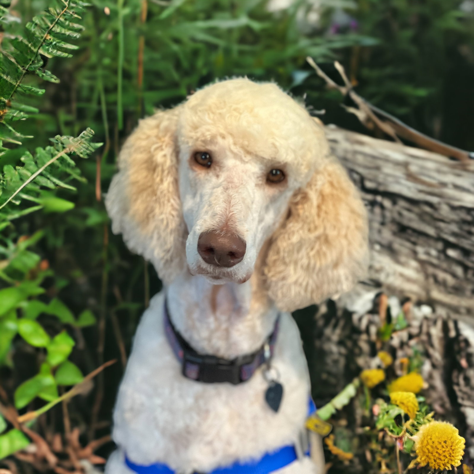 Dog Image