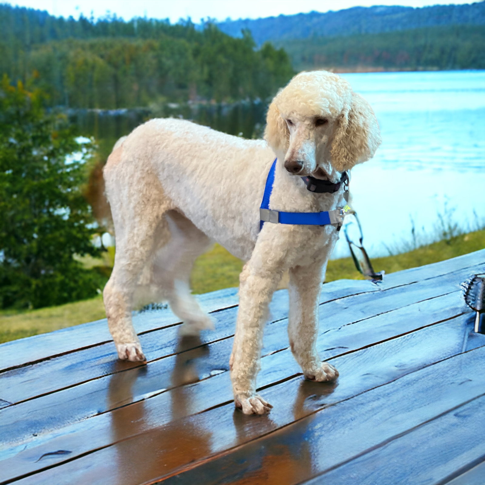 Dog Image