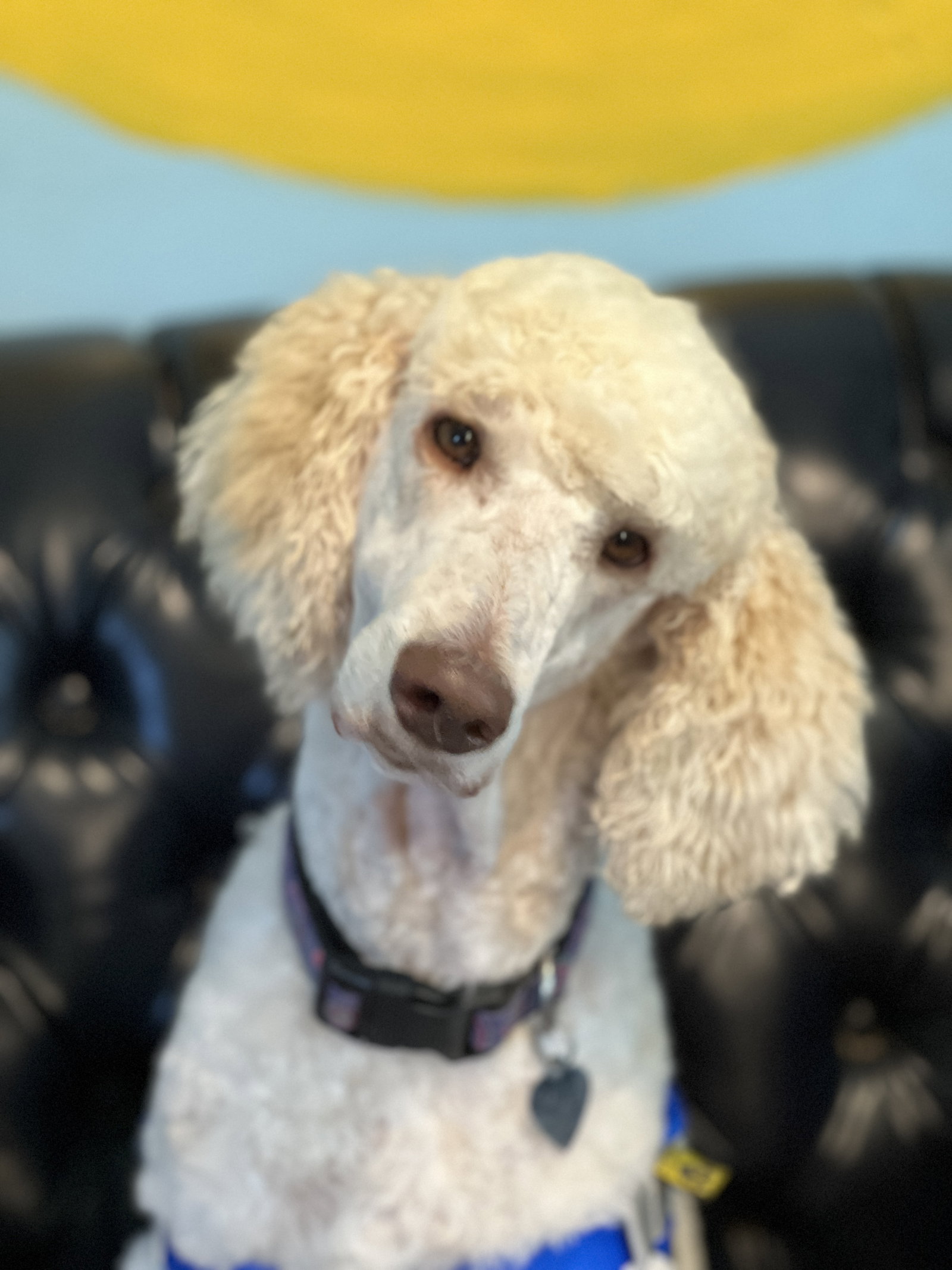 Dog Image