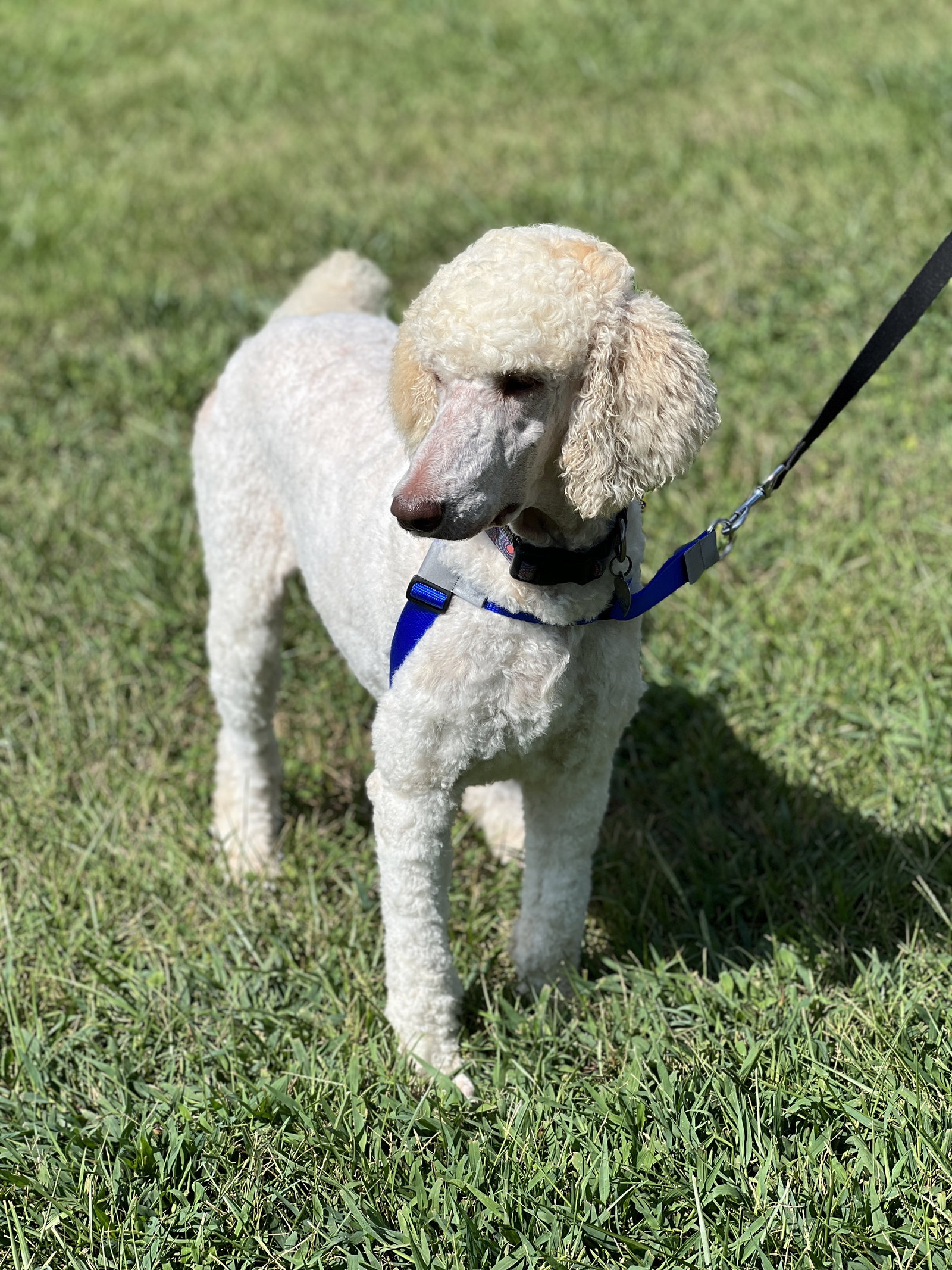 Dog Image