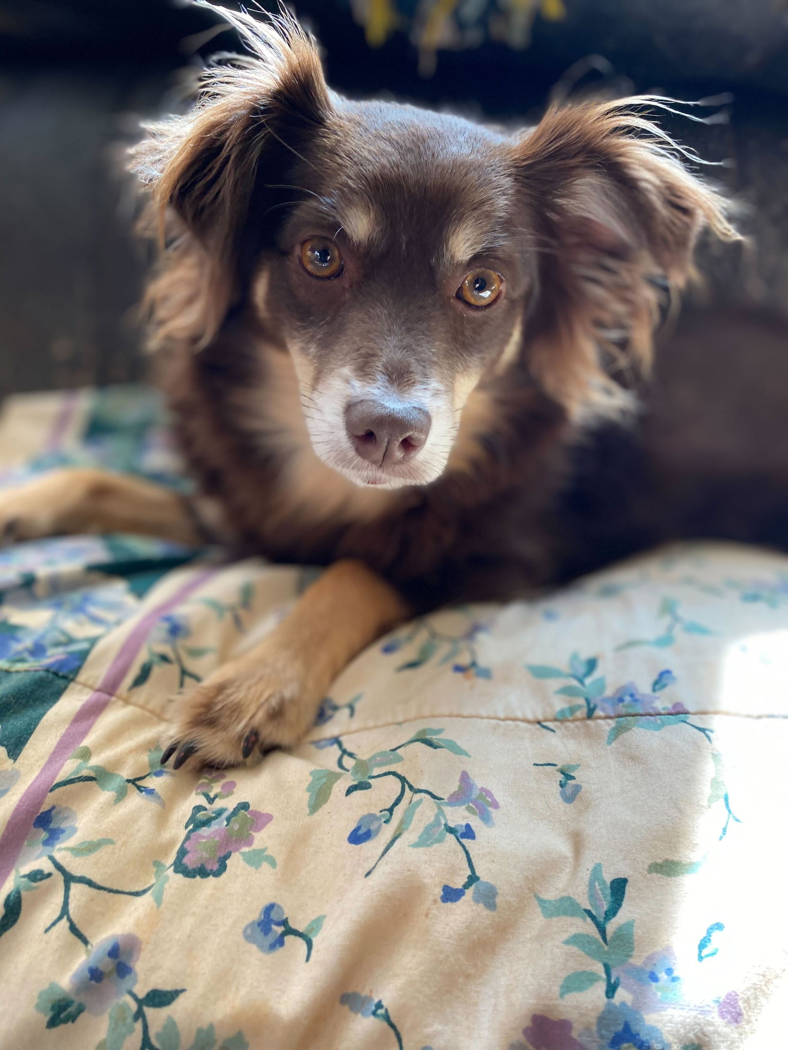 Dog Image