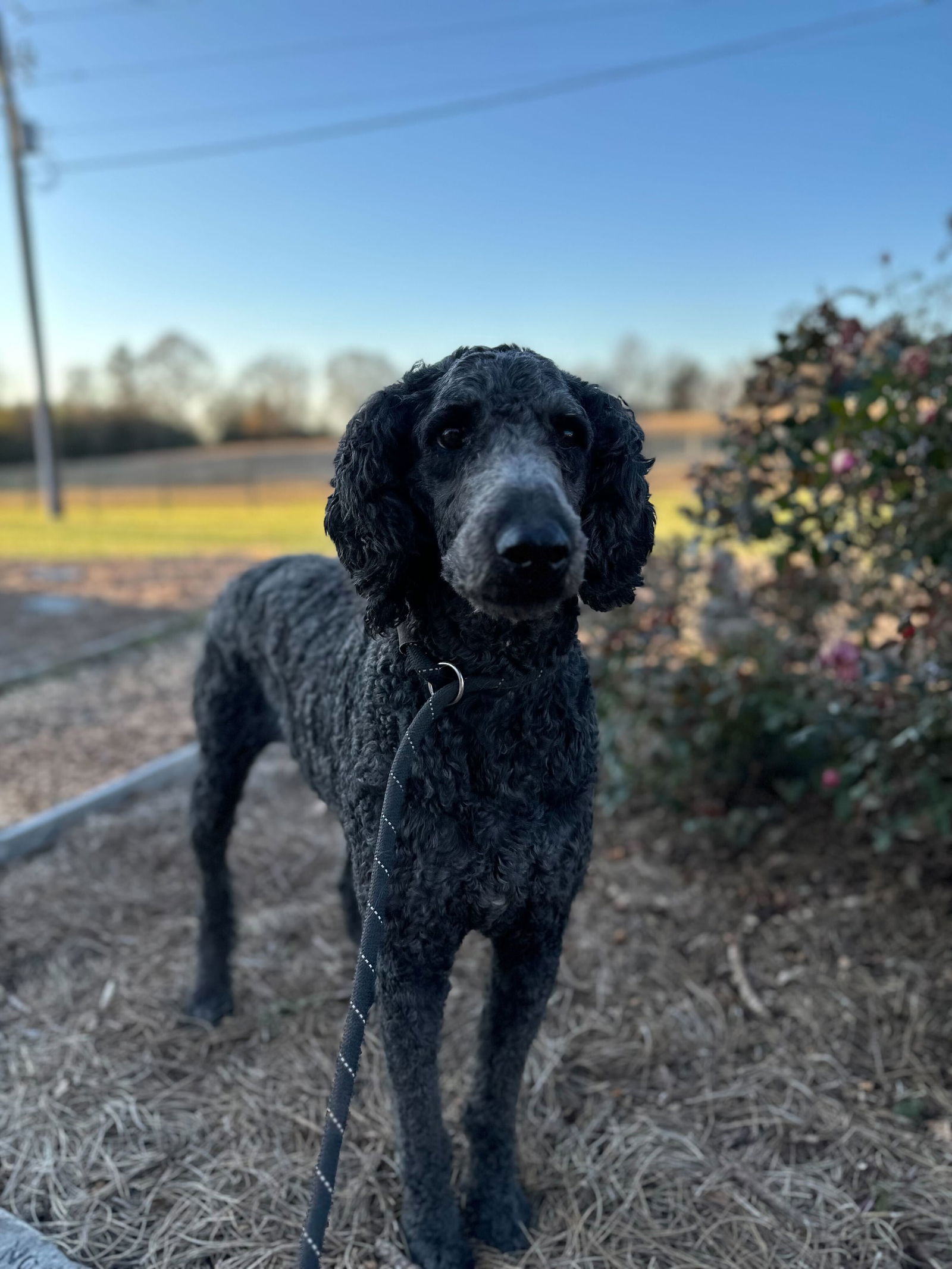 Dog Image