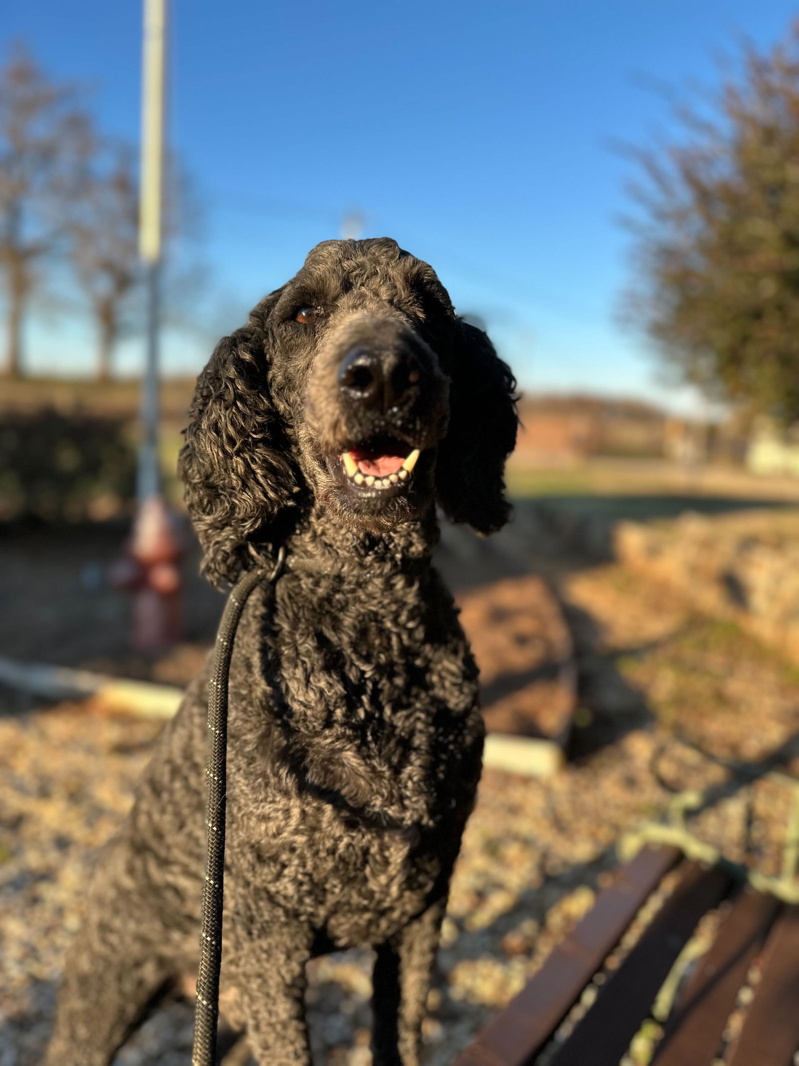 Dog Image
