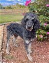adoptable Dog in , SC named Clifford OH Jul 23