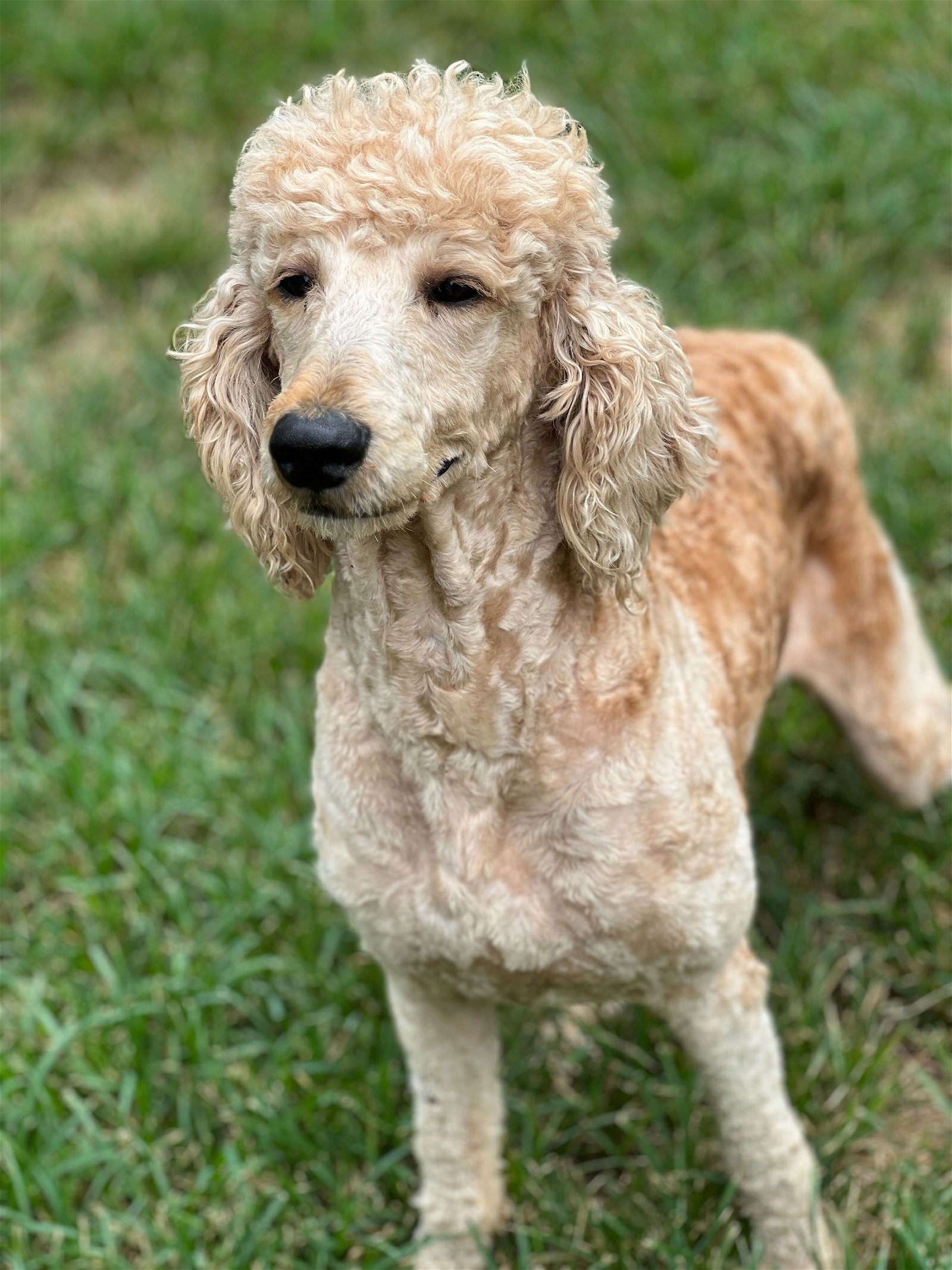 Dog adoption in Pacolet, SC: Poodle (Standard) (long coat) Dog