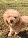 adoptable Dog in , SC named Bentley Jul 23