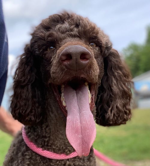 picture of the dog needing adoption
