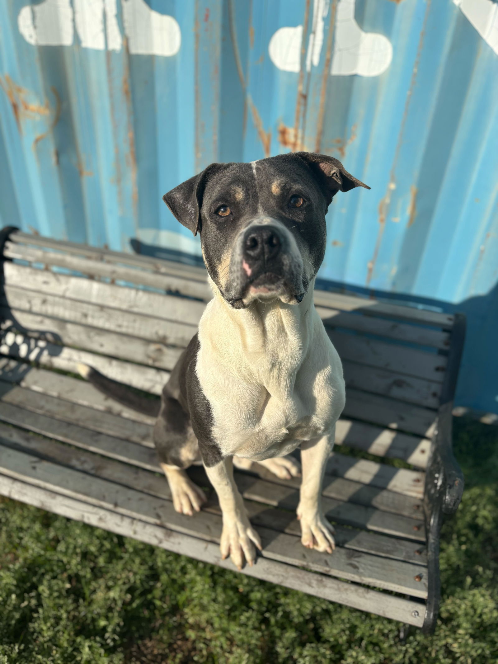 <strong> Smokey Aug 23 </strong> <br/> <small>Pit Bull Terrier (medium coat)</small>